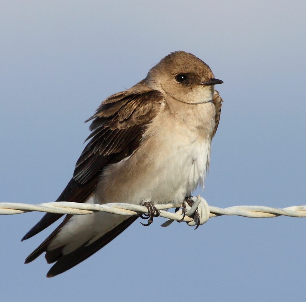 Northern Rough-Winged Swallow