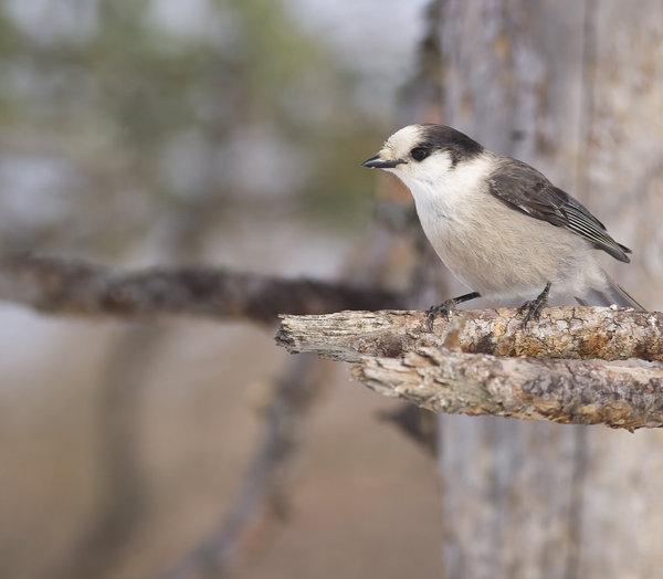 Northern Shrike