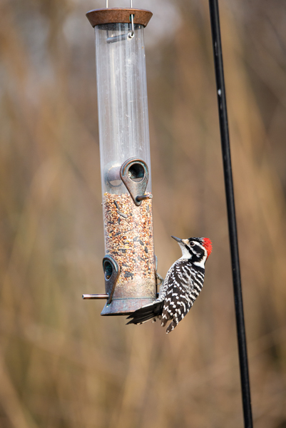 Nuttall’s Woodpecker