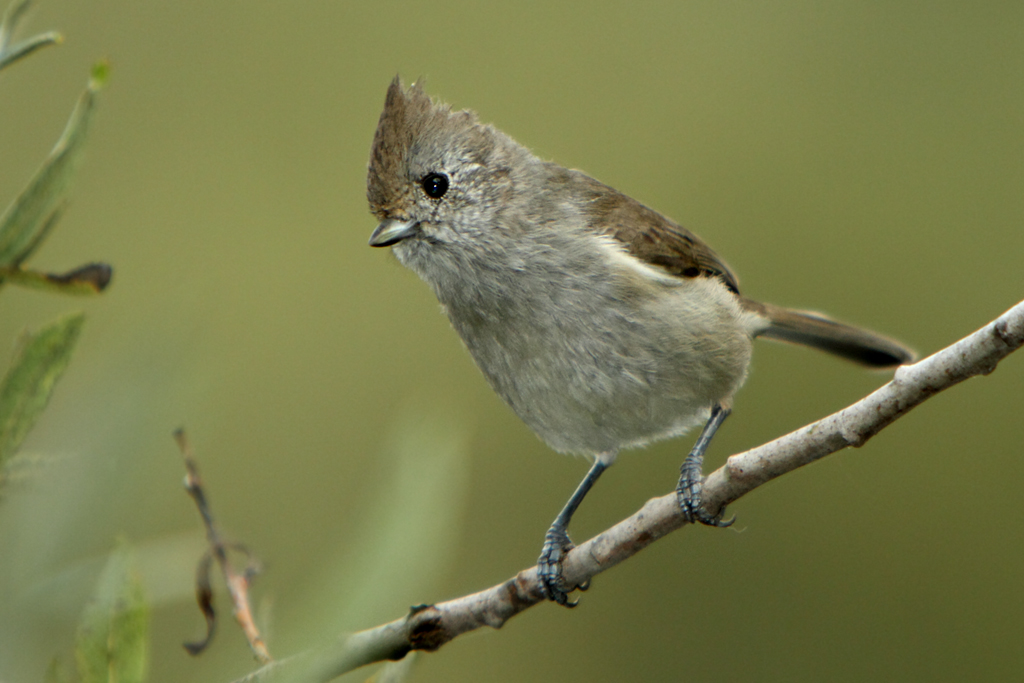 Oak Titmouse