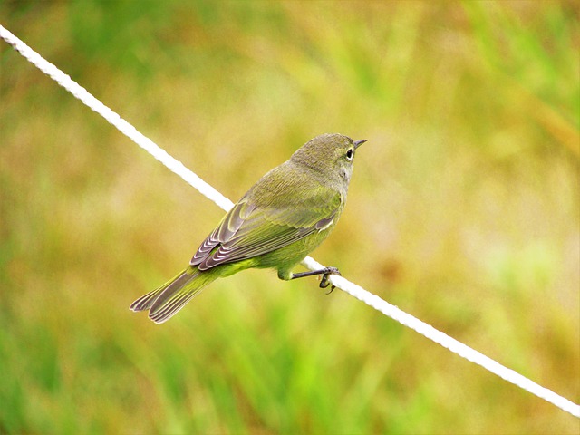 Orange-crowned Warbler