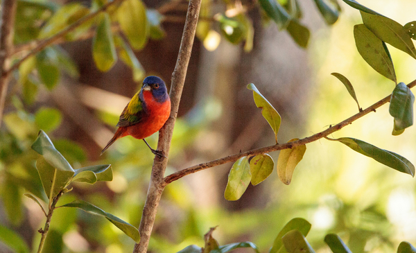 Painted Bunting