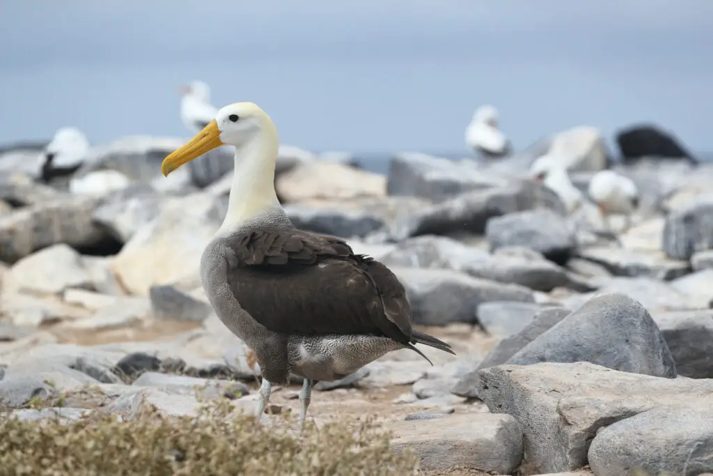 Petrels & Albatrosses