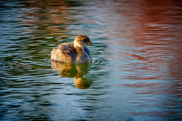 Pied-Billed Grebe