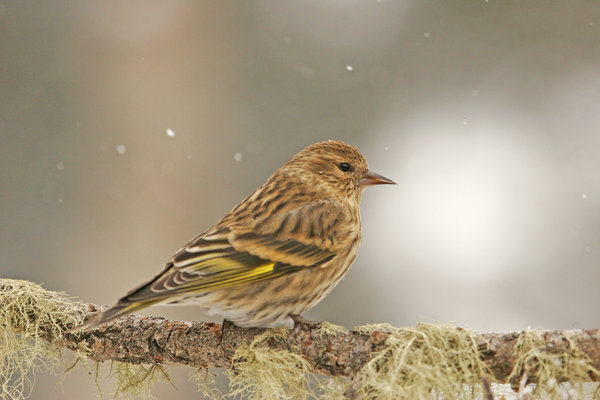 Pine Siskins