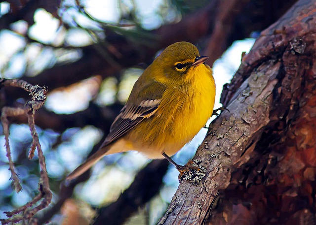 Pine Warbler