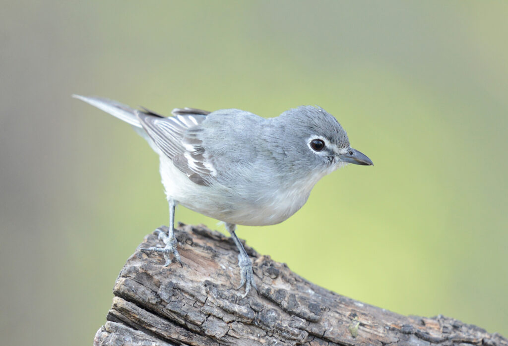 Plumbeous Vireo