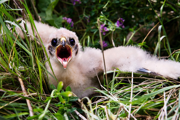 Prairie Falcon