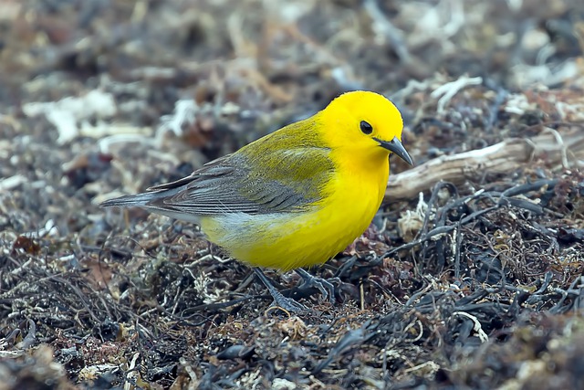 Prothonotary Warbler