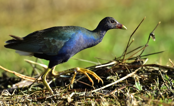 Purple Gallinule