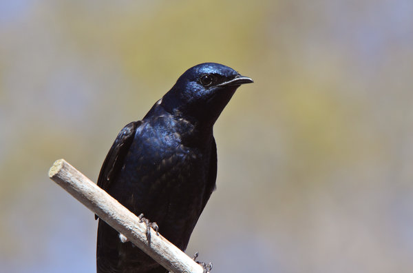 Purple Martin