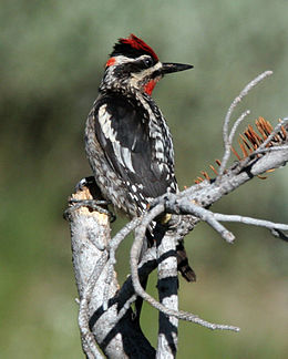 Red-Napped Sapsucker