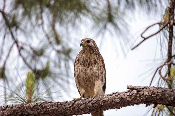 Red Shoulders Hawk