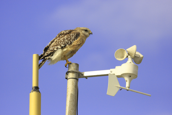 Red-shouldered Hawk