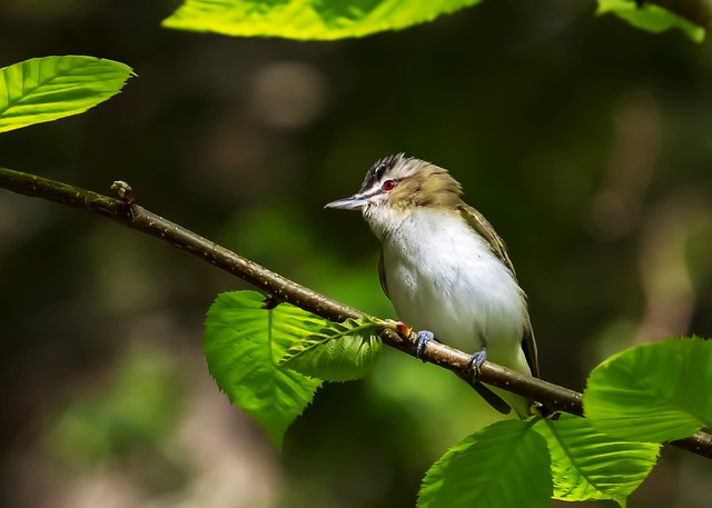 Red-eyed Vireo