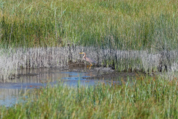 Reddish Egret