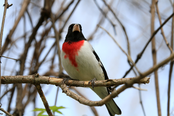 Rose Breasted Grosbeak