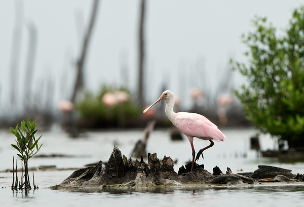 Roseate Spoonbill