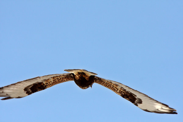 Rough-legged Hawks