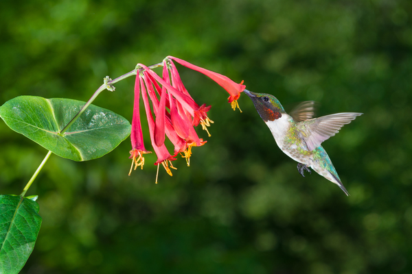 Ruby-Red Throated Hummingbird