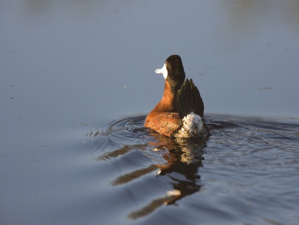 Ruddy Duck