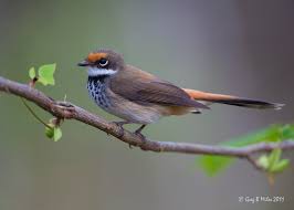 Rufous Fantail