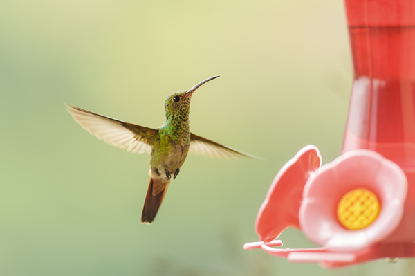 Rufous Hummingbirds