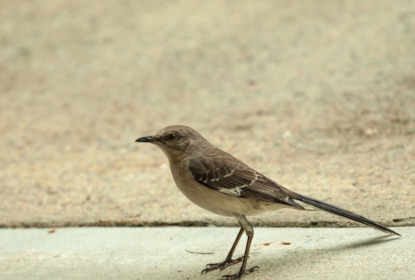 Sage Thrasher