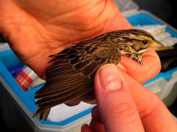 savannah sparrow