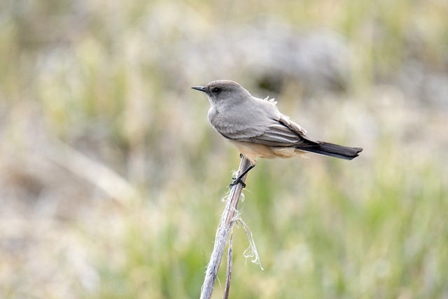 Say’s Phoebe