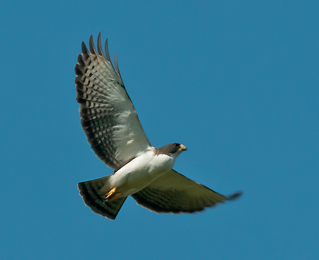 Short-Tailed Hawk