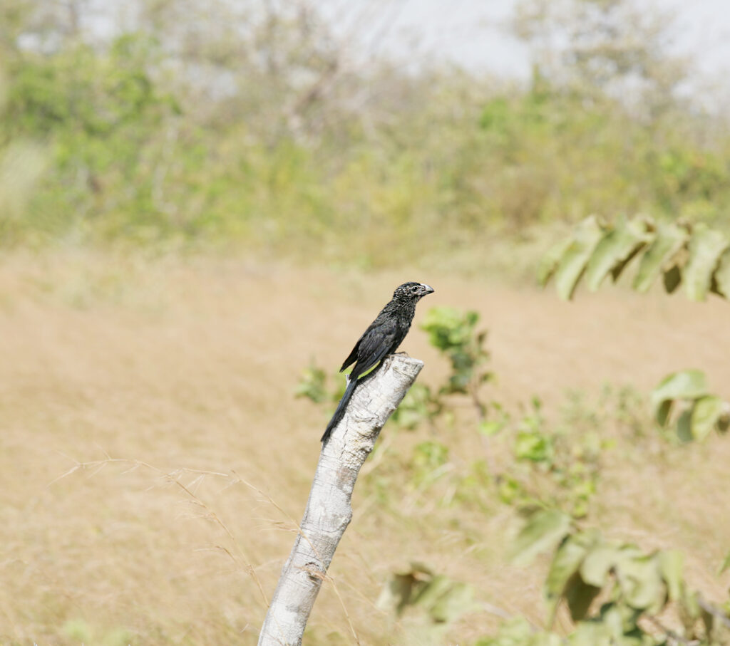 Smooth-billed Ani