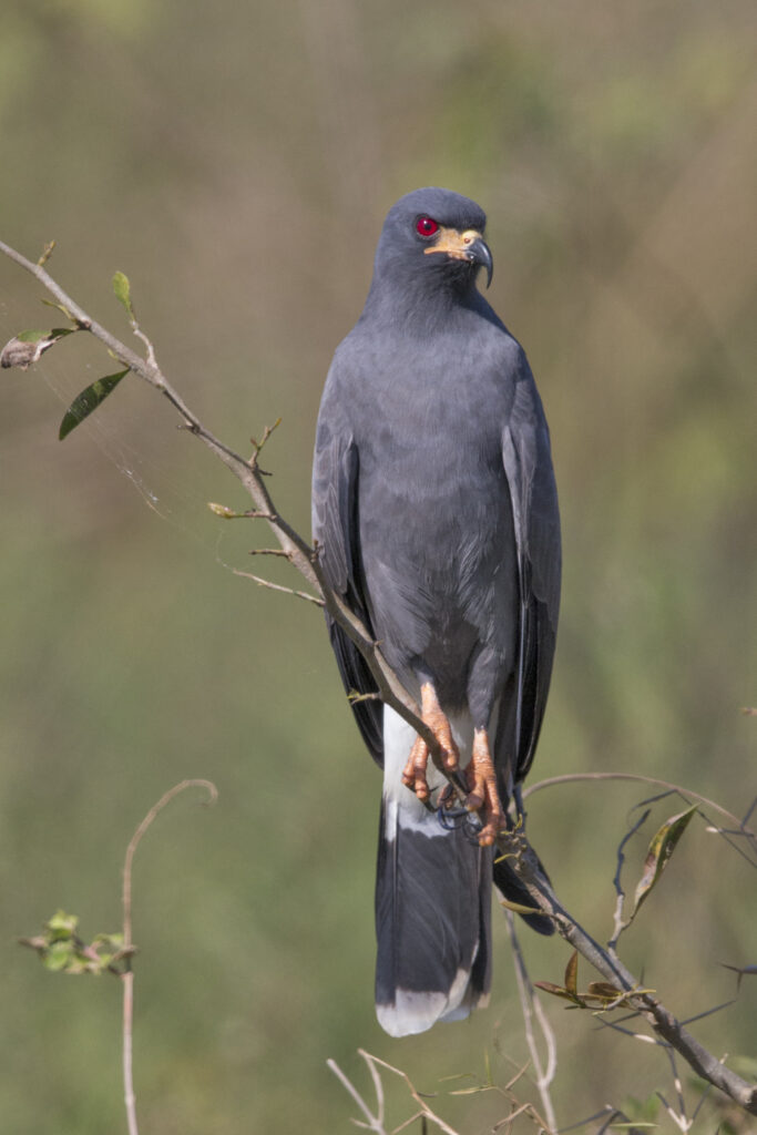 Snail Kite