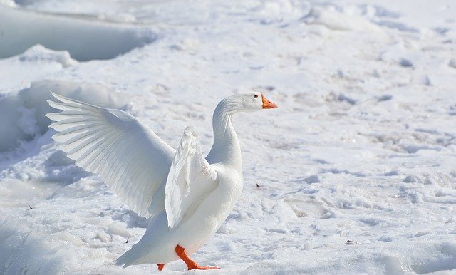 Snow Geese