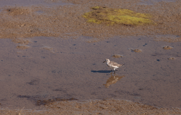 Snowy Plover