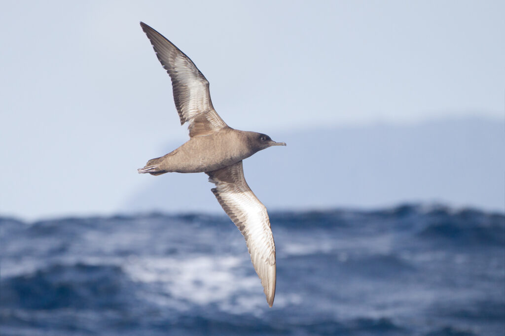 Sooty Shearwater