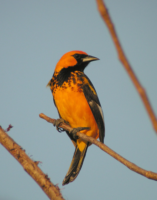 spot breasted oriole