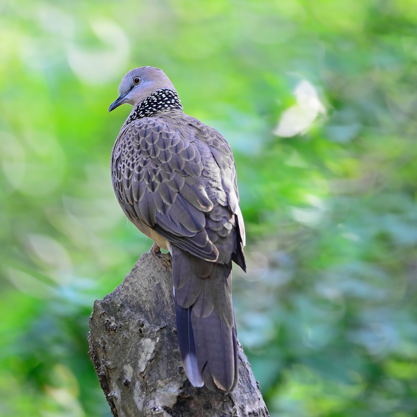 Spotted Dove