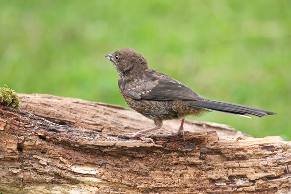 Spotted Towhees