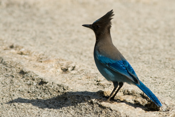 The Steller's Jay