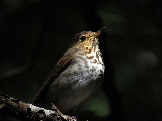 Swainson’s Thrush