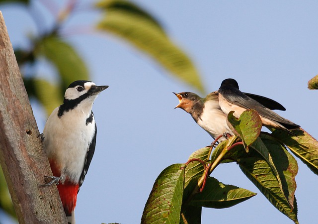 Tree Swallow