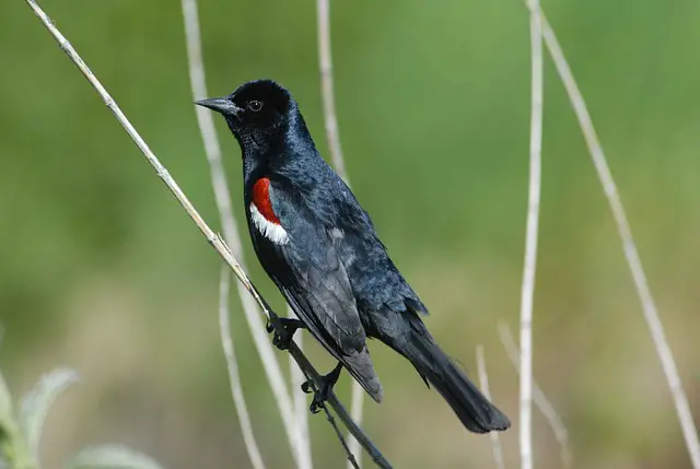 Tricoloured Blackbird
