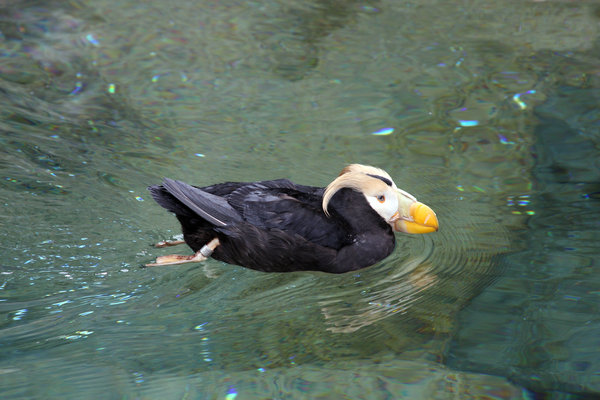 Tufted Puffin