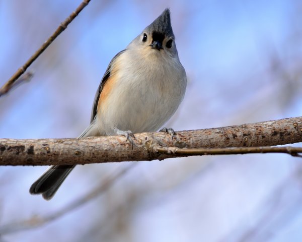 Tufted Titmouse