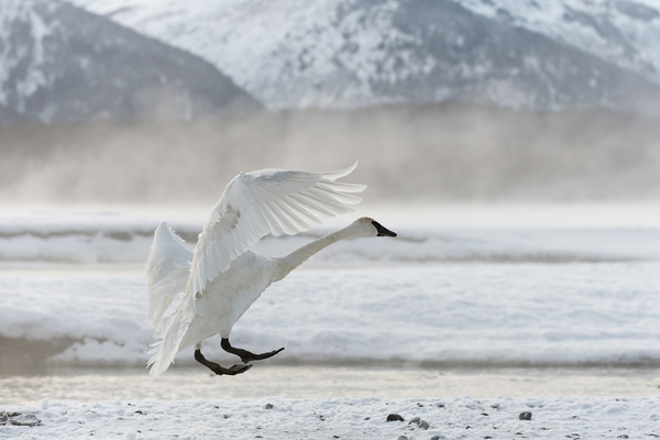 Tundra Swan