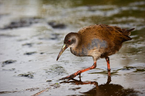 Virginia Rail