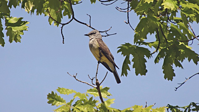 Western Kingbirds