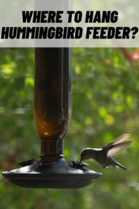 Where to Hang Hummingbird Feeder