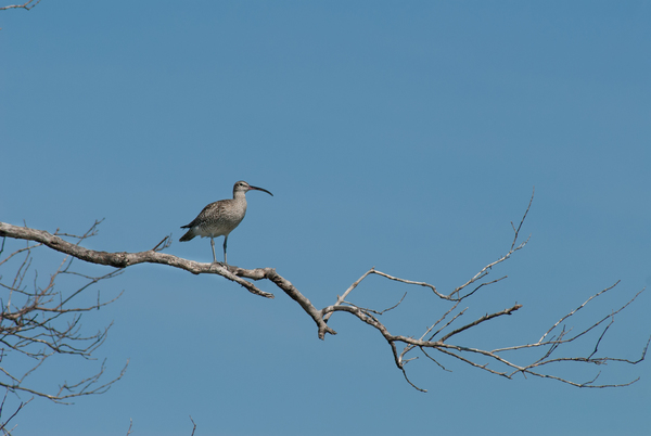 Whimbrel